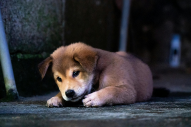 puppy vaccinations South Surrey