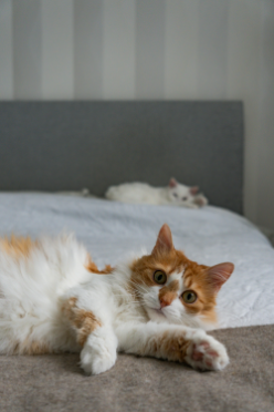 pet safety tips Surrey