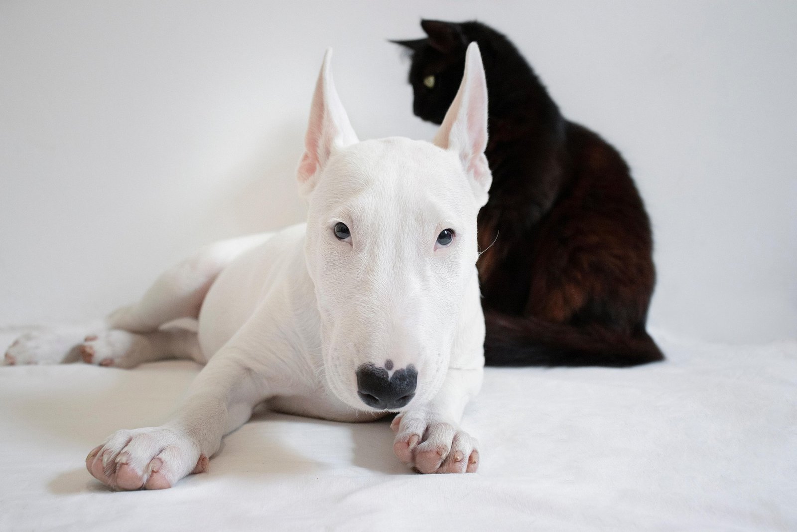 Healthy Weight Management for Dogs and Cats in South Surrey