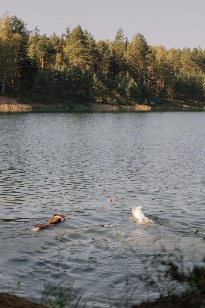 Dog swimming in a lake during summer near South Surrey